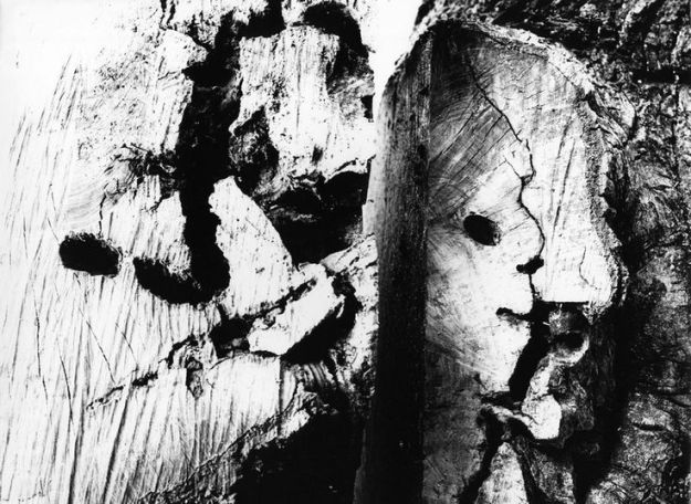 Mario Giacomelli, Motivo suggerito dal taglio dell'albero (1967-69)